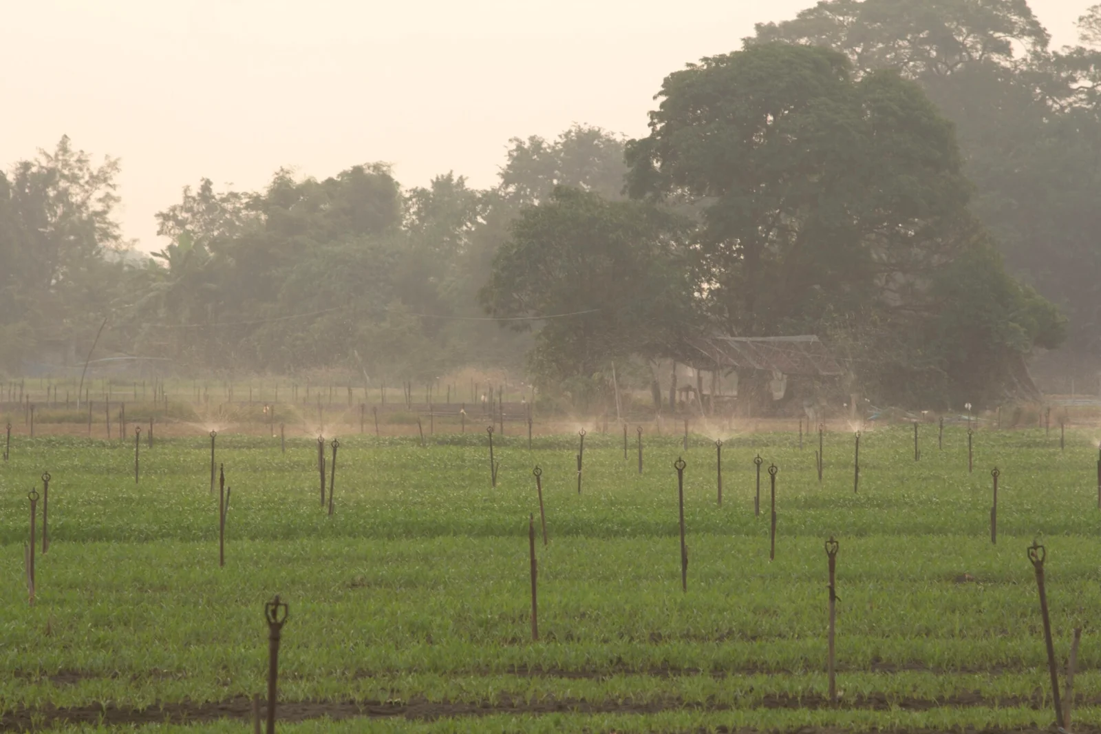 Agricultural field with sprinkler irrigation watering green crops, showcasing efficient water management, precision irrigation, and sustainable farm development.